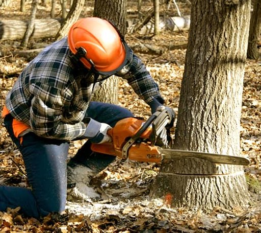 Tree Removal in Hidden Valley Lake, CA